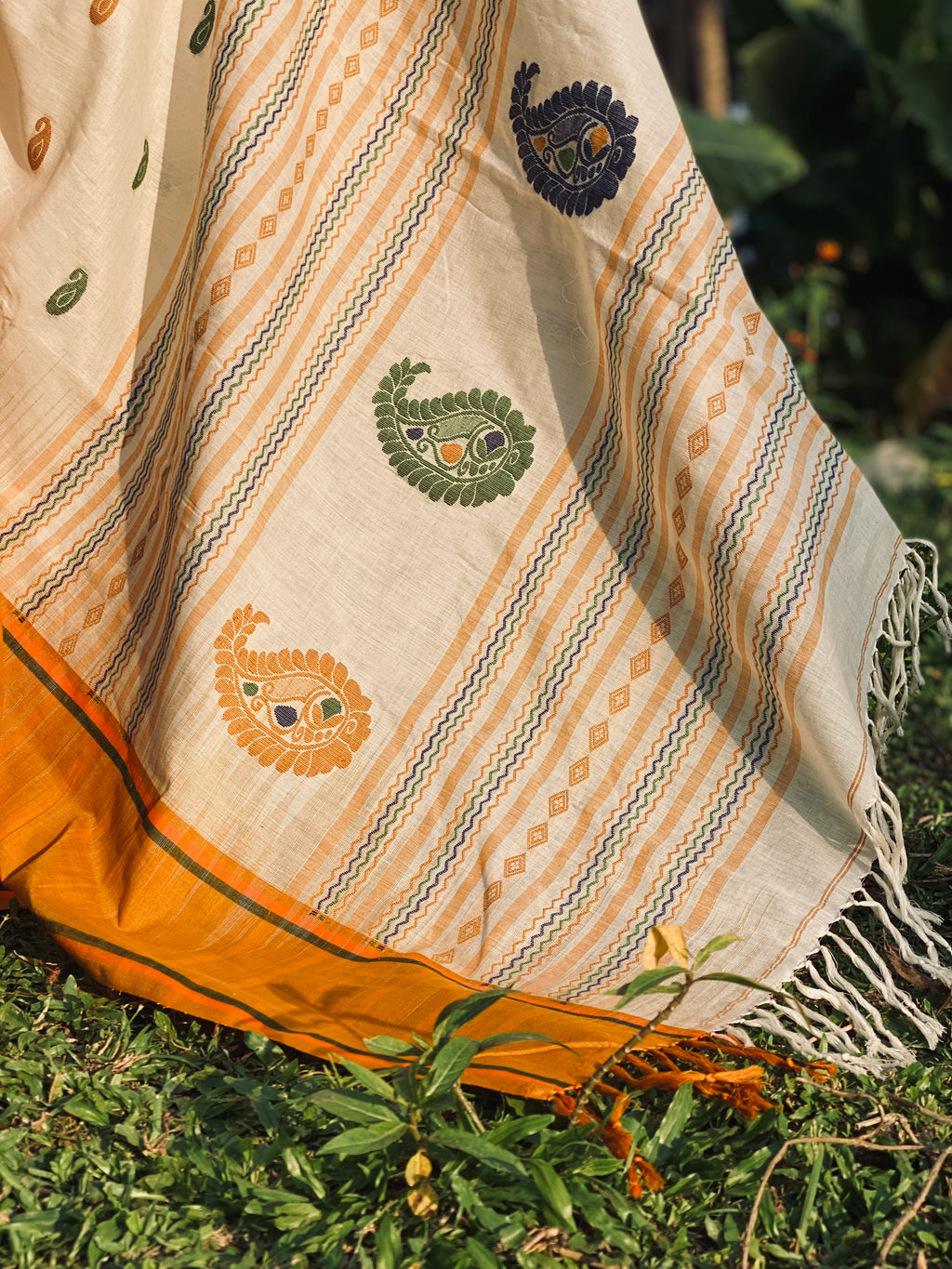 Jamdhani Cotton - Cream